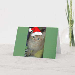 Christmas Orange Tabby Kitten Holiday Card