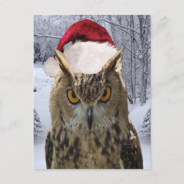 Christmas Owl Bird in a Santa Hat Holiday Postcard (Front)