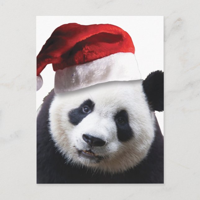 Christmas Panda Bear Holiday Postcard (Front)