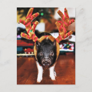Christmas Pig Postcard