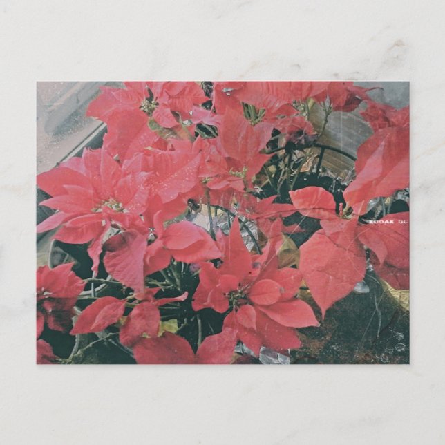 Christmas Poinsettias Postcard (Front)