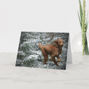 Christmas Poodle Holiday Card