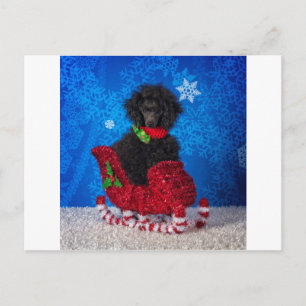 Christmas Poodle Holiday Postcard