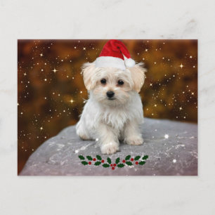Christmas Postcard w/ Picture of Maltese