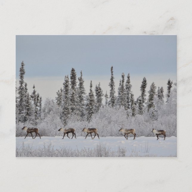 Christmas postcard with reindeer,a wintry scene (Front)