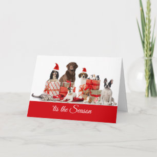 Christmas Pretty Gifts Santa Dogs and a Cat Holiday Card