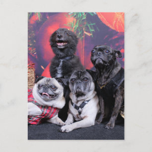 Christmas Pug Bruno Pearl Ms Wiggles - ChiPom Bear Holiday Postcard