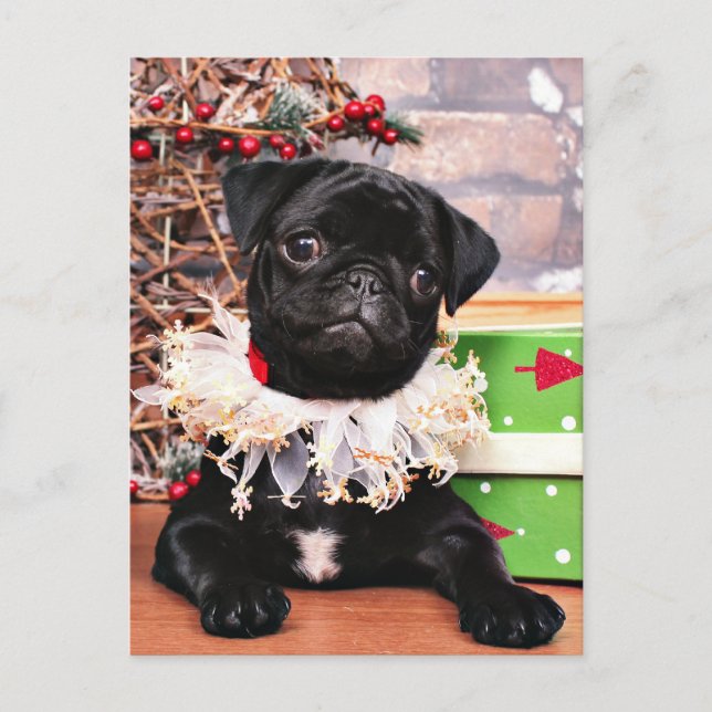 Christmas - Pug - Daisy Mae Holiday Postcard (Front)
