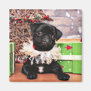 Christmas - Pug - Daisy Mae Magnet