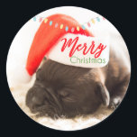 Christmas Pug in Santa Hat with Christmas Lights Classic Round Sticker<br><div class="desc">A sticker with an adorable photo of a pug puppy sleeping while wearing a santa hat. Merry Christmas is written on the band of his hat,  in a trendy handwritten font. Colourful Christmas lights strung along the top.</div>