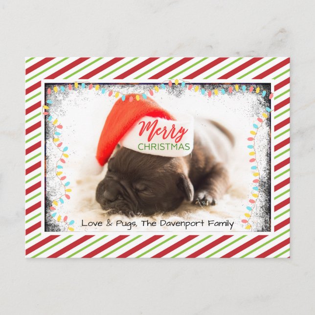 Christmas Pug in Santa Hat with Christmas Lights Holiday Postcard (Front)