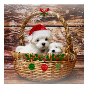 Christmas Puppies, adorable, Poster