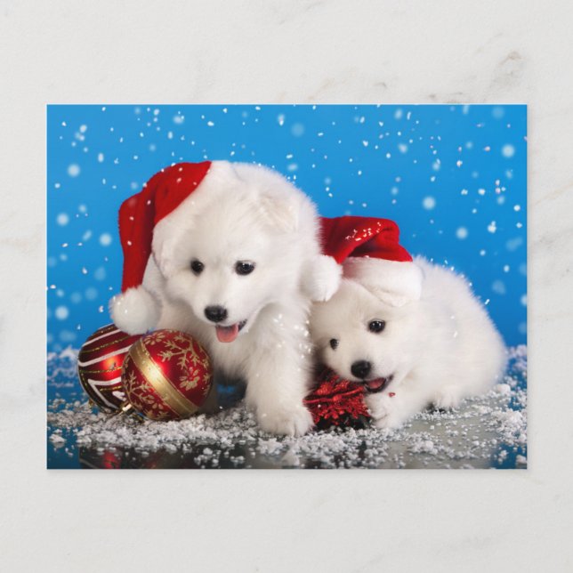 Christmas Puppies White Pomeranian Spitz Holiday Postcard (Front)