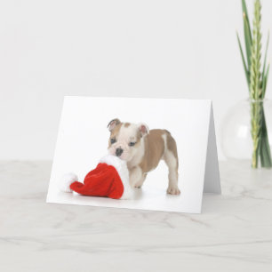 Christmas Puppy - English Bulldog Puppy Holiday Card