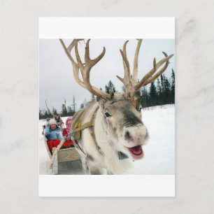 Christmas Reindeer Holiday Postcard