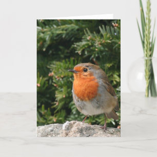 Christmas Robin Greeting Card