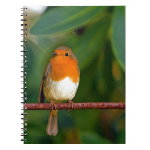 Christmas Robin Spiral Notebook
