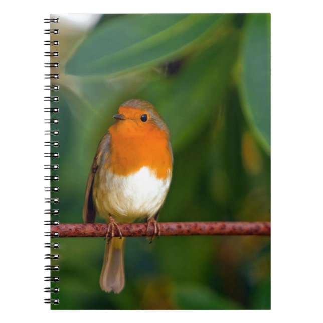 Christmas Robin Spiral Notebook (Front)