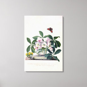 Christmas Rose (Helleborus niger) and Winter Aconi Canvas Print