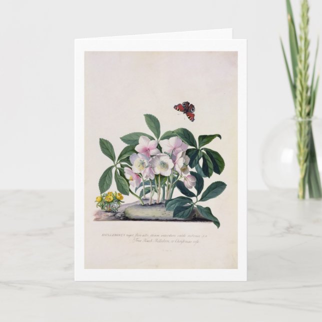 Christmas Rose (Helleborus niger) and Winter Aconi Holiday Card (Front)