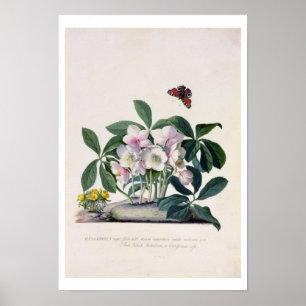 Christmas Rose (Helleborus niger) and Winter Aconi Poster