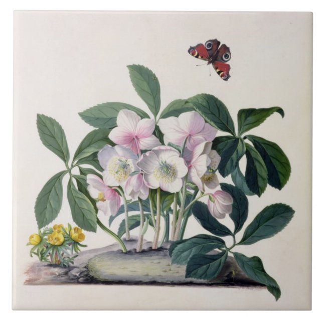 Christmas Rose (Helleborus niger) and Winter Aconi Tile (Front)