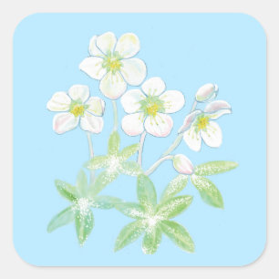 Christmas rose, Helleborus niger Illustration Squ Square Sticker