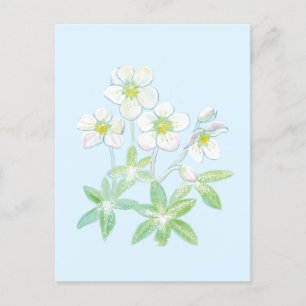 Christmas rose, Helleborus niger Postcard