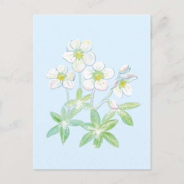 Christmas rose, Helleborus niger   Postcard (Front)