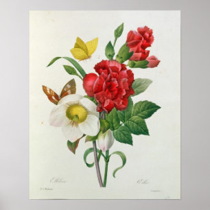 Christmas Rose, Helleborus niger Poster