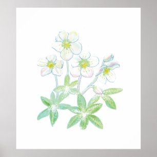 Christmas rose, Helleborus niger Poster