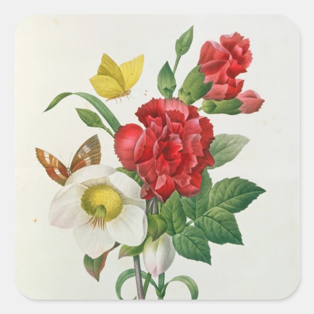 Christmas Rose, Helleborus niger Square Sticker (Front)