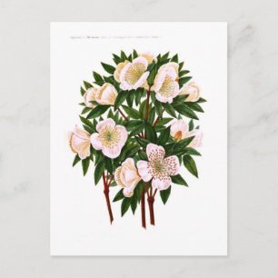Christmas rose holiday postcard