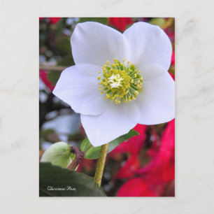 Christmas Rose [Postcard] Postcard