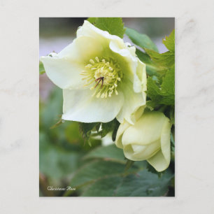 Christmas Rose [Postcard] Postcard