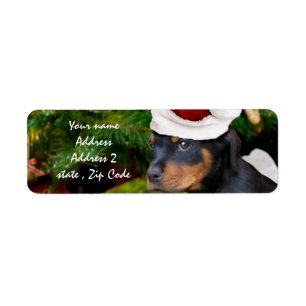 Christmas Rottweiler puppy