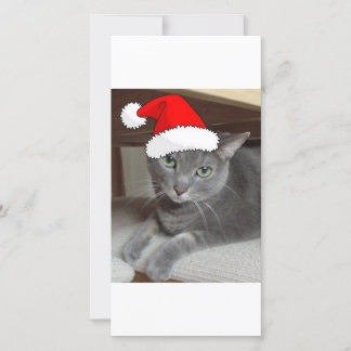Christmas Russian Blue Grey Cat Holiday Card
