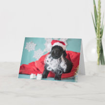Christmas Santa Puppy
