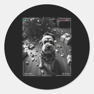 Christmas Schnauzer Caught On Camera  Classic Round Sticker
