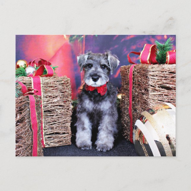 Christmas - Schnauzer - Gunner Holiday Postcard (Front)