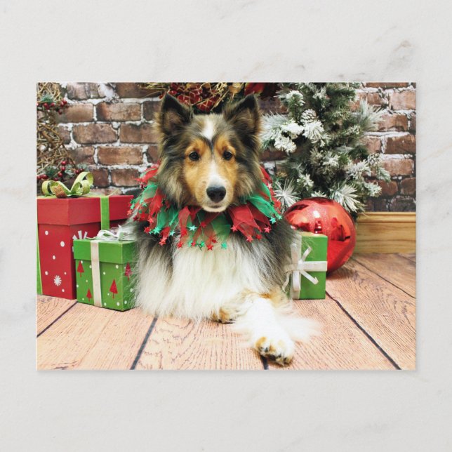 Christmas - Sheltie - Duchess Holiday Postcard (Front)