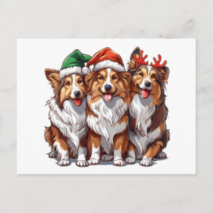 Christmas Shetland Sheepdogs Postcard