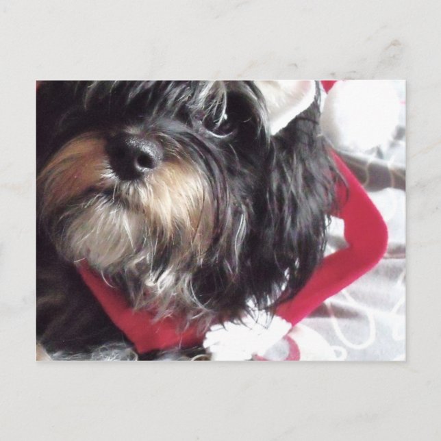 Christmas Shih Poo Holiday Postcard (Front)