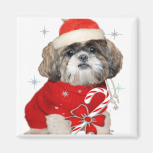 Christmas Shih Tzu Magnets