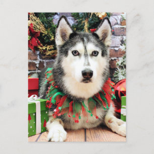Christmas - Siberian Husky - Nika Holiday Postcard