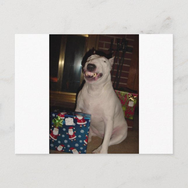 christmas smile bull terrier holiday postcard (Front)