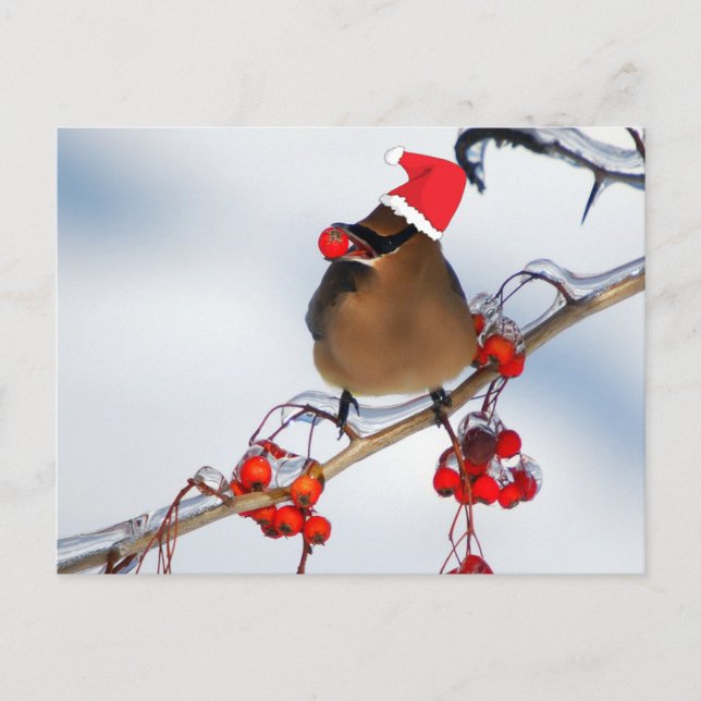 christmas Sparrows on a tree branch Holiday Postcard (Front)