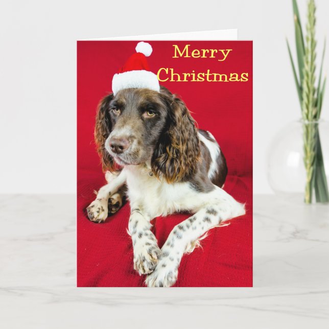 Christmas Springer Holiday Card (Front)