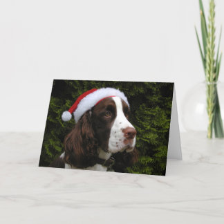 Christmas Springer Spaniel Christmas Card