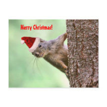 Christmas Squirrel on a Tree